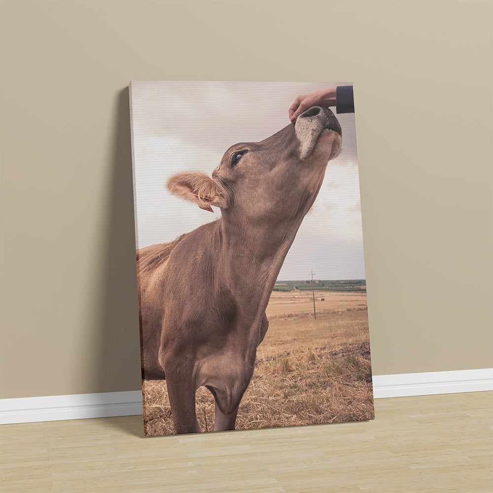 Cow Canvas